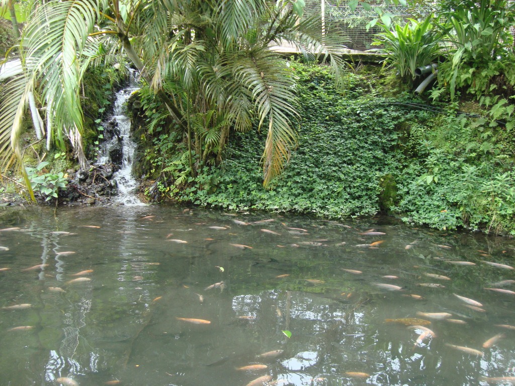 Criadero Tilapia Roja - Acuariofilia Ecuador