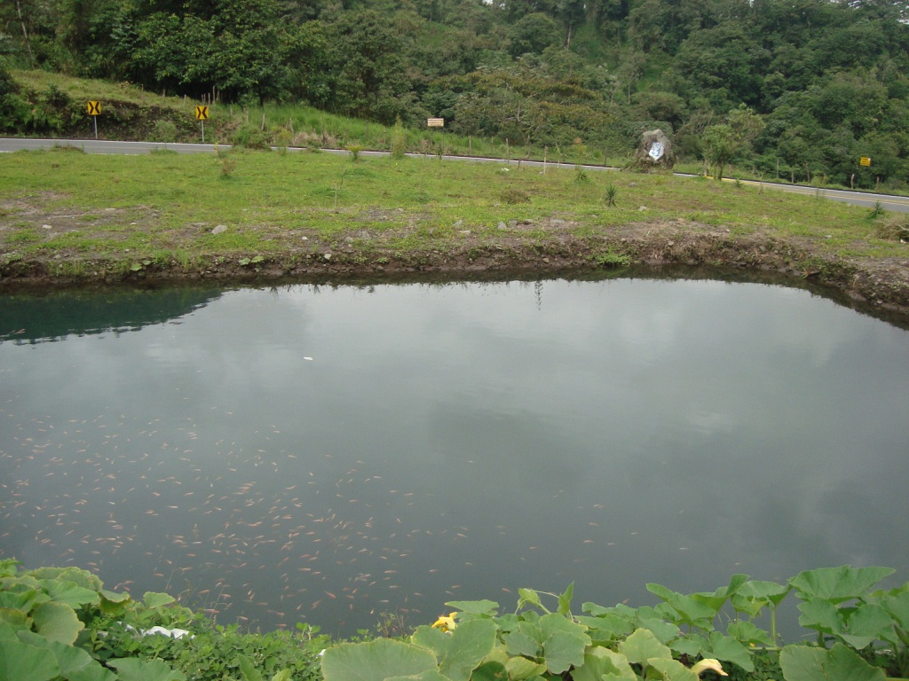 Criadero Tilapia Roja - Acuariofilia Ecuador