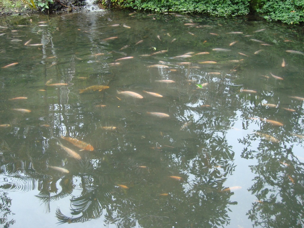 Criadero Tilapia Roja - Acuariofilia Ecuador