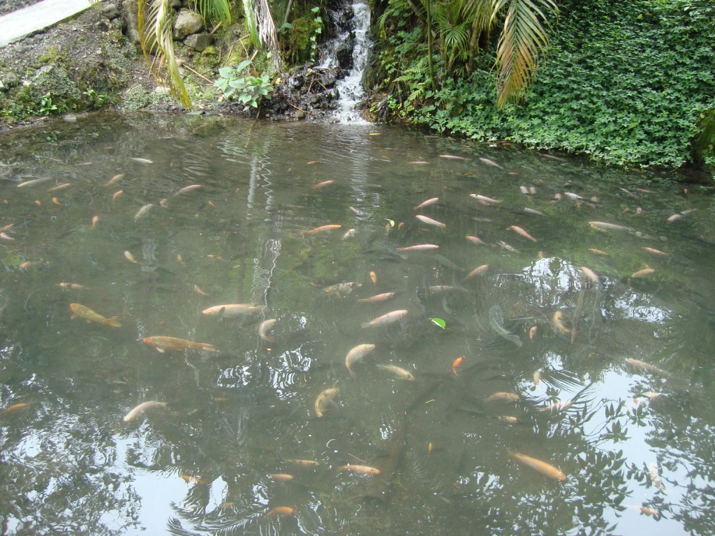 Criadero Tilapia Roja - Acuariofilia Ecuador