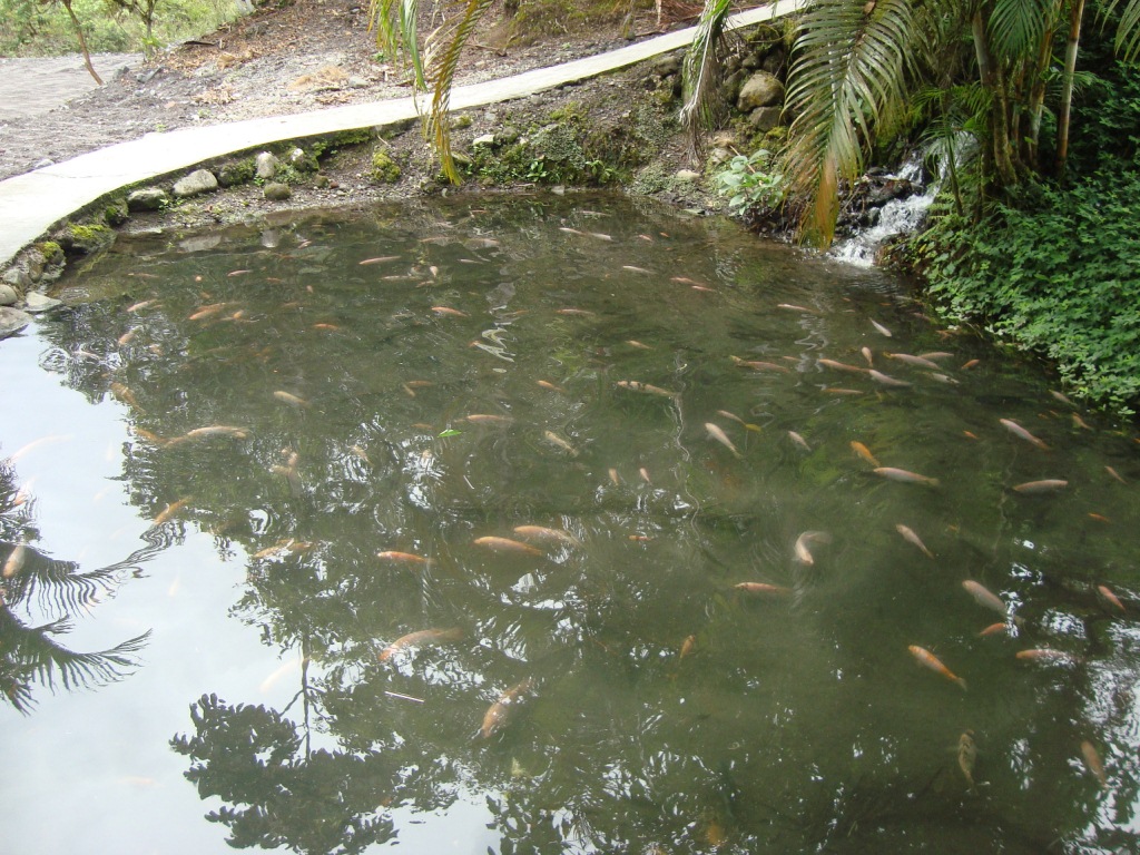 Criadero Tilapia Roja - Acuariofilia Ecuador