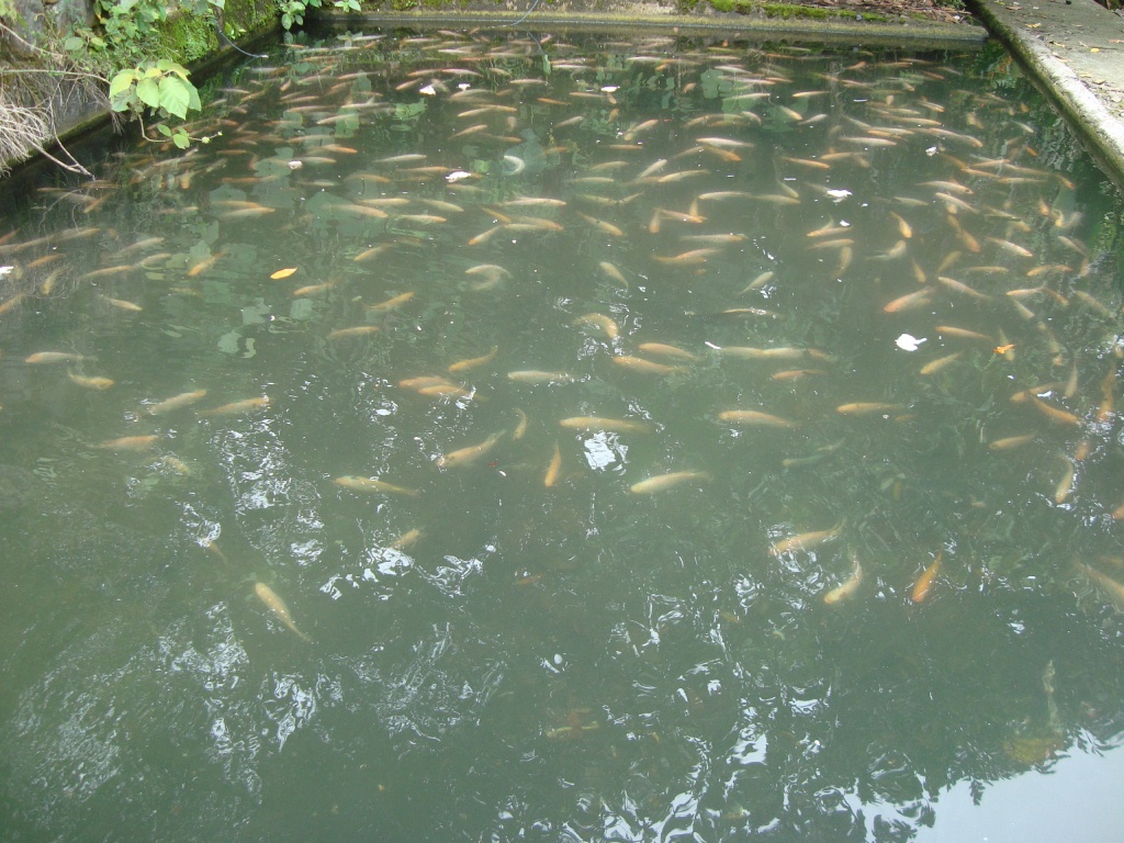 Criadero Tilapia Roja - Acuariofilia Ecuador