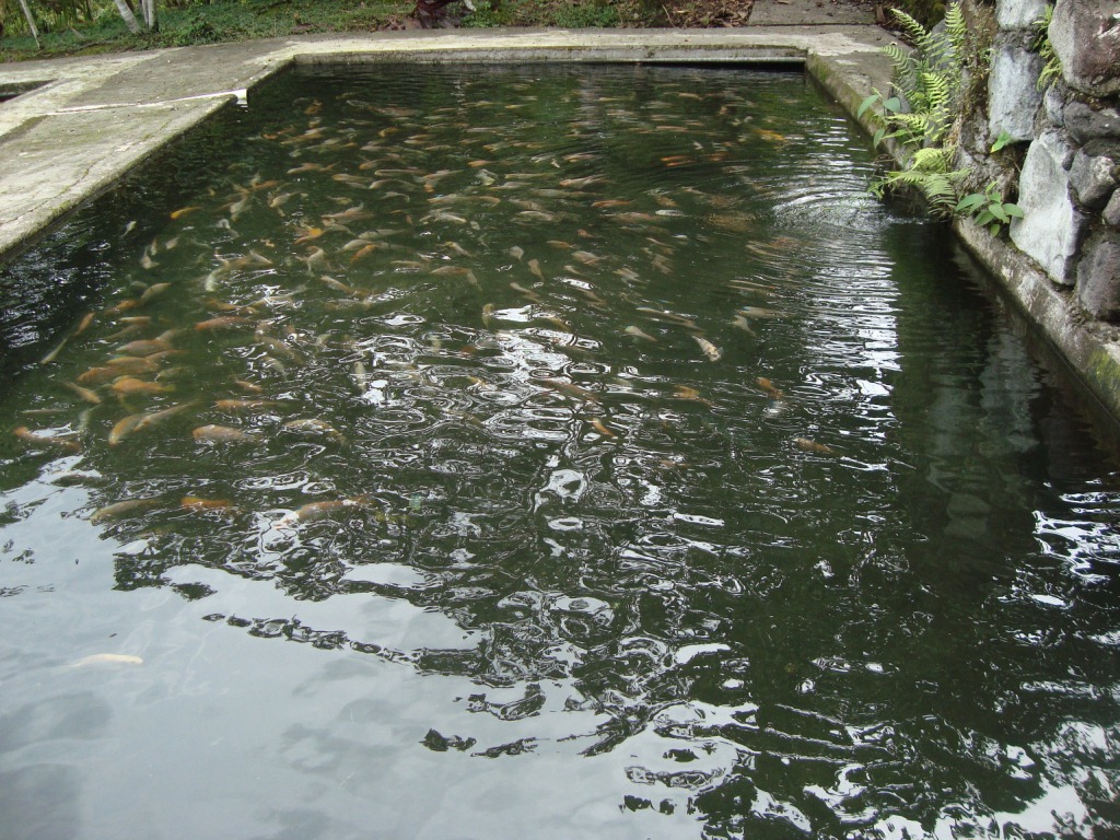 Criadero Tilapia Roja - Acuariofilia Ecuador