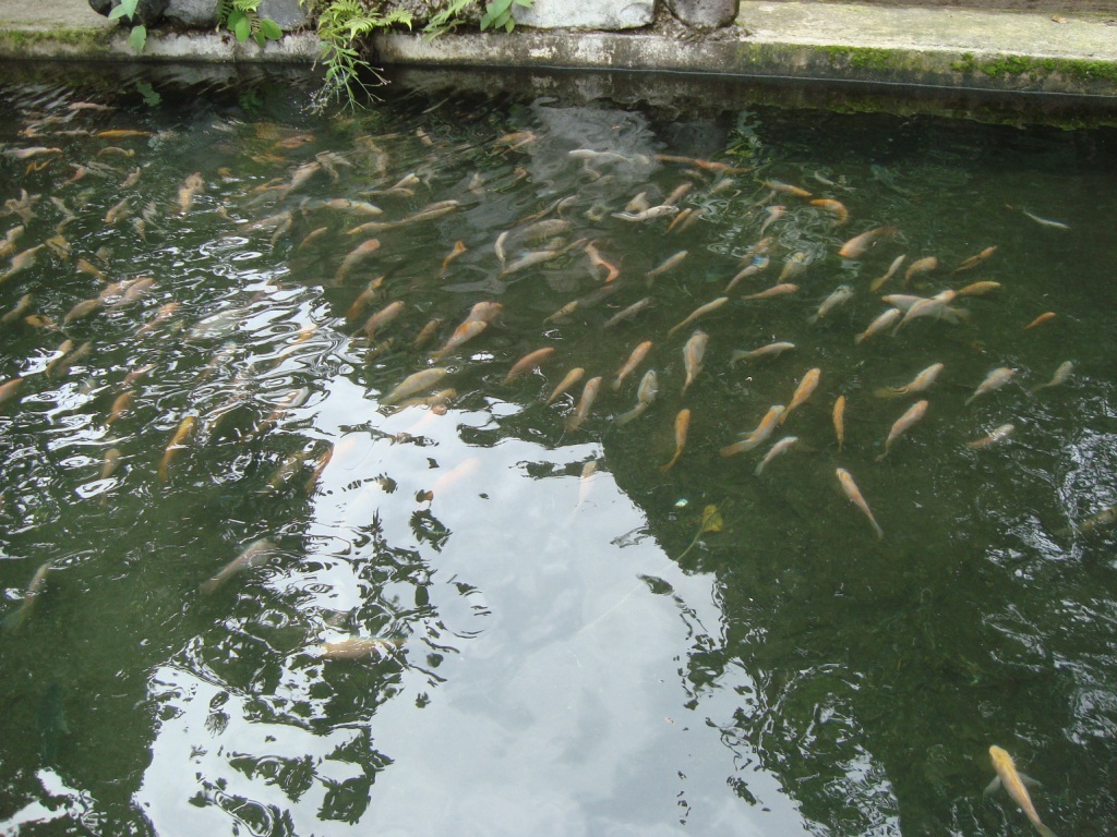 Criadero Tilapia Roja - Acuariofilia Ecuador