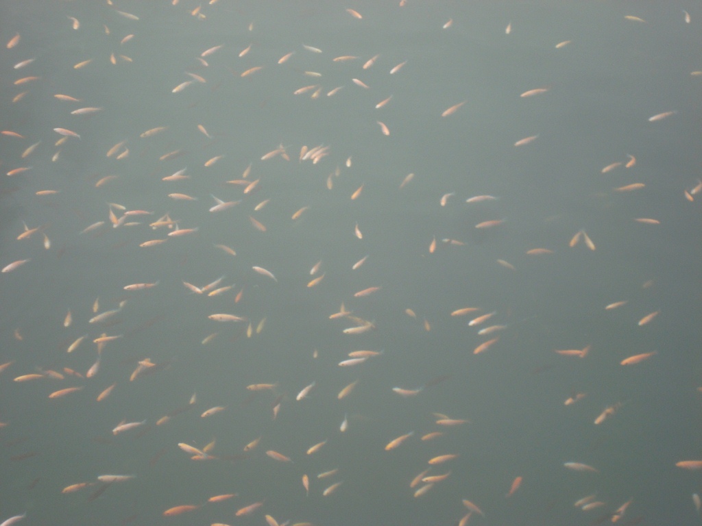 Criadero Tilapia Roja - Acuariofilia Ecuador