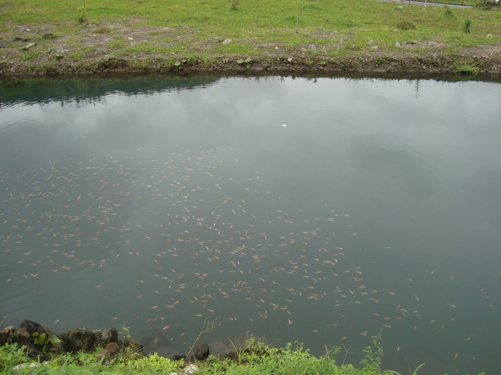 Criadero Tilapia Roja - Acuariofilia Ecuador