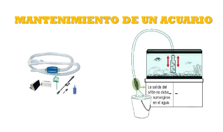 Mantenimiento de Acuarios - Acuariofilia Ecuador