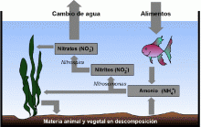 Acuariofilia Ecuador - Ciclo del Nitrogeno